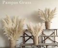 Dried Pampas Grass & Bunny Tail Grass Flowers