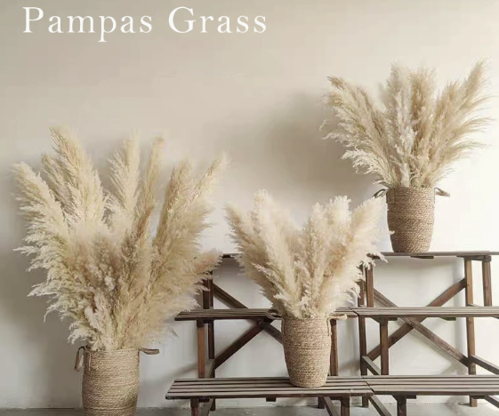 Dried Pampas Grass & Bunny Tail Grass Flowers